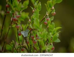Attēlu rezultāti vaicājumam “Jodis putata”