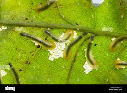Attēlu rezultāti vaicājumam “Caliroa annulipes larva”