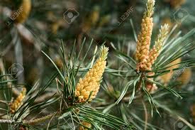 Attēlu rezultāti vaicājumam “Pinus sylvestris male flower”
