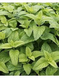 Image result for Pfefferminze