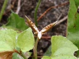 Attēlu rezultāti vaicājumam “Viola riviniana leaf”