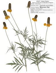 Image result for Ratibida columnifera