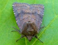 Attēlu rezultāti vaicājumam “Rusina ferruginea”