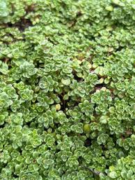 Attēlu rezultāti vaicājumam “Thymus serpyllum”