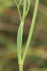 Attēlu rezultāti vaicājumam “Cnidium dubium”