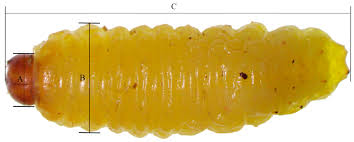 Attēlu rezultāti vaicājumam “Stemonitopsis aequalis var. microspora macro”