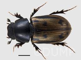 Attēlu rezultāti vaicājumam “Aphodius subterraneus”