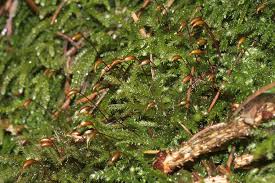 Attēlu rezultāti vaicājumam “Eurhynchium striatum”