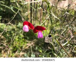 Attēlu rezultāti vaicājumam “Lathyrus tuberosus flower”