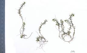 Attēlu rezultāti vaicājumam “Callitriche hermaphroditica”