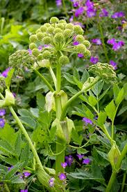 Attēlu rezultāti vaicājumam “Angelica archangelica”