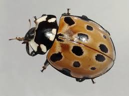 Attēlu rezultāti vaicājumam “Anatis ocellata”