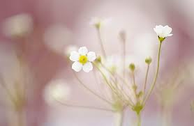 Attēlu rezultāti vaicājumam “Androsace septentrionalis fruit”