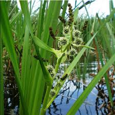 Attēlu rezultāti vaicājumam “Sparganium erectum aggr. flower”