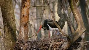Attēlu rezultāti vaicājumam “Ciconia nigra nest”