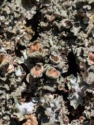 Attēlu rezultāti vaicājumam “Pleurosticta acetabulum”