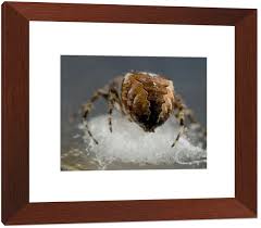 Attēlu rezultāti vaicājumam “Araneus diadematus eggs”