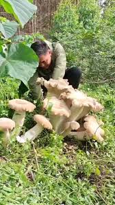 Image result for macrocybe titans