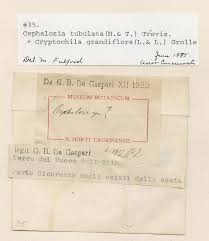 Attēlu rezultāti vaicājumam “Cephalozia loitlesbergeri”