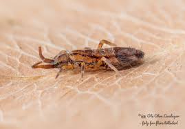 Attēlu rezultāti vaicājumam “Orchesella sp.”