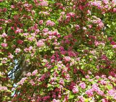 Attēlu rezultāti vaicājumam “Crataegus laevigata flower”
