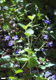 Image result for Veronica chamaedrys