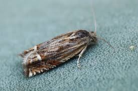 Attēlu rezultāti vaicājumam “Eucosma aspidiscana”