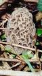 The Great Morel Home Page