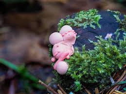 Attēlu rezultāti vaicājumam “Lycogala sp.”