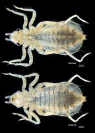 Attēlu rezultāti vaicājumam “Lignydium muscorum macro”
