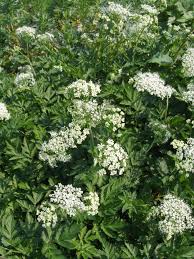 Attēlu rezultāti vaicājumam “Chaerophyllum aromaticum flower”