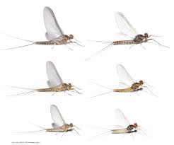 Attēlu rezultāti vaicājumam “Belbodamaeus sp.”