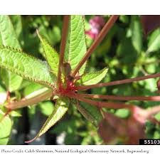 Attēlu rezultāti vaicājumam “Impatiens glandulifera leaf”