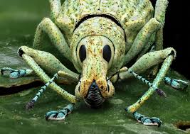 Attēlu rezultāti vaicājumam “Pantilius tunicatus”