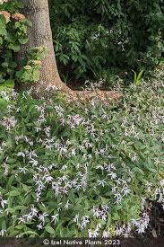 Attēlu rezultāti vaicājumam “Gillenia trifoliata”