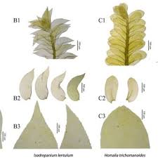 Attēlu rezultāti vaicājumam “Taxiphyllum wissgrillii”