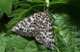 Attēlu rezultāti vaicājumam “Arichanna melanaria”