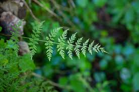 Attēlu rezultāti vaicājumam “Cystopteris fragilis”