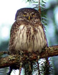 Attēlu rezultāti vaicājumam “Glaucidium passerinum adult”