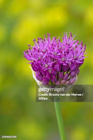 Attēlu rezultāti vaicājumam “Allium schoenoprasum bud”