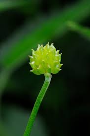 Attēlu rezultāti vaicājumam “Ranunculus flammula fruit”