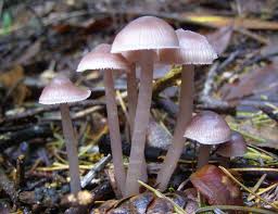 Attēlu rezultāti vaicājumam “Mycena belliarum”