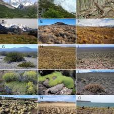 Attēlu rezultāti vaicājumam “Didymium annulisporum”