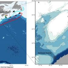Image result for Vazella pourtalesii