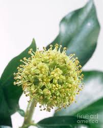 Attēlu rezultāti vaicājumam “Hedera helix  flower”