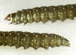 Attēlu rezultāti vaicājumam “Aphelia paleana”