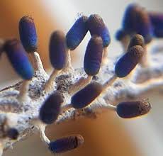 Attēlu rezultāti vaicājumam “Diachea leucopodia”