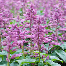 Image result for Salvia sclarea