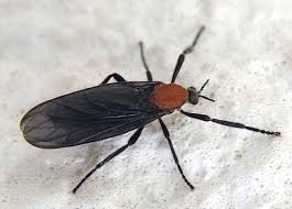 Attēlu rezultāti vaicājumam “Bibionidae”