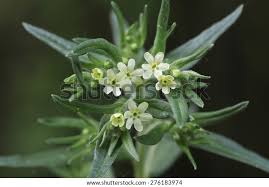 Attēlu rezultāti vaicājumam “Lithospermum officinale”